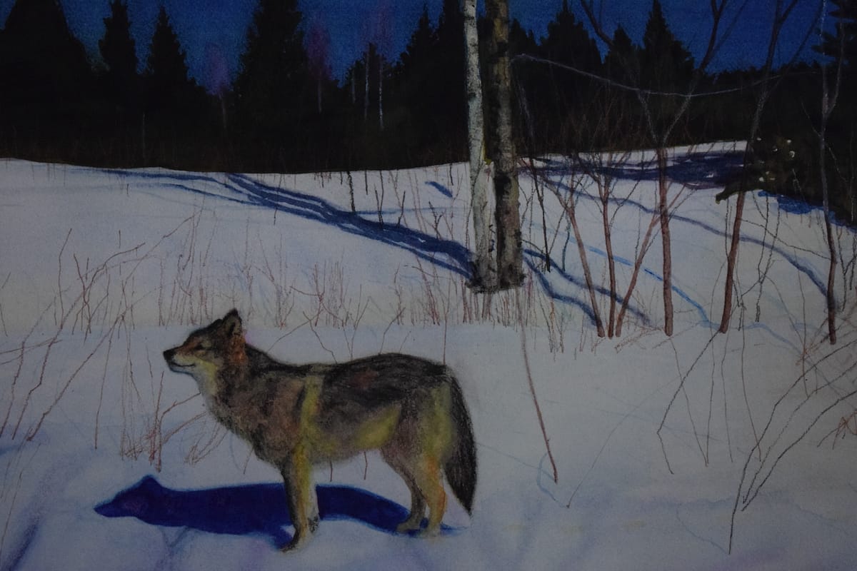 Veera Tammisen maalaus susi keväällä. Painting of Veera Tamminen, wolf in spring
